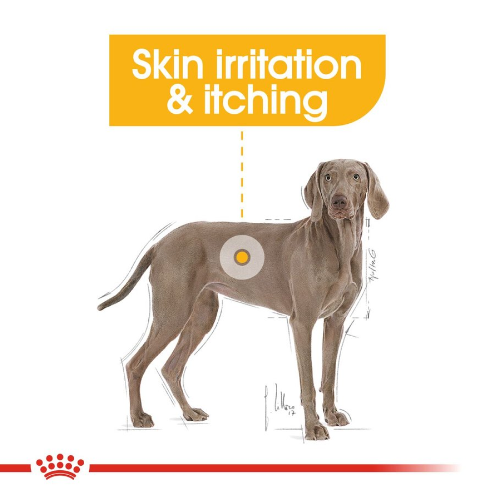 Royal Canin Maxi Dermacomfort Dog Dry Food (Limited Shelf Life) Dogs- Dry Food Royal Canin