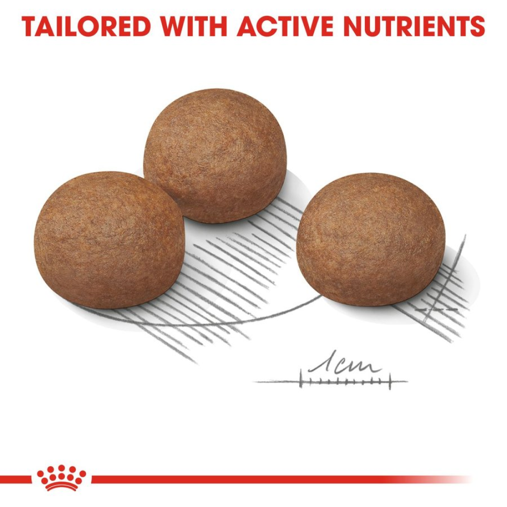 Royal Canin Maxi Digestive Care Dog Dry Food Dogs- Dry Food Royal Canin