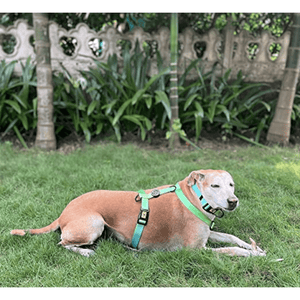 A Plus A Pets Skin Friendly Gradient Design Harness for Dogs and Cats (Green)