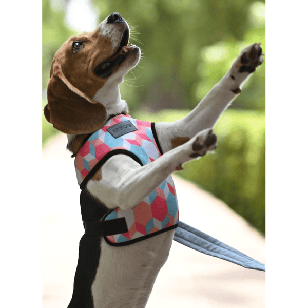 Mutt of Course Candy Barr Harness for Dogs