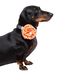Up4pets Flower Bowtie for Dogs (Peach)