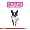 Royal Canin Mini Relax Care Dog Dry Food