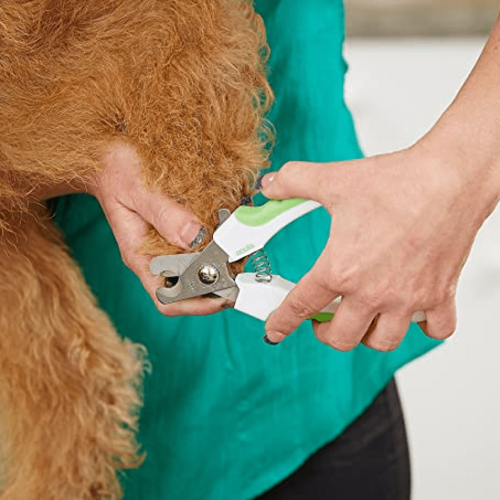 Andis Nail Clipper for Dogs (White/Lime Green,10in)