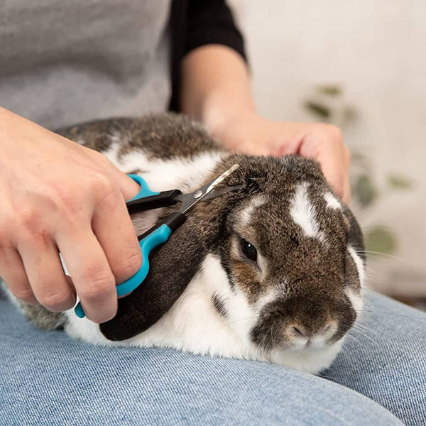 Buy Trixie Face Paw Scissors for Dogs and Cats Online Supertails