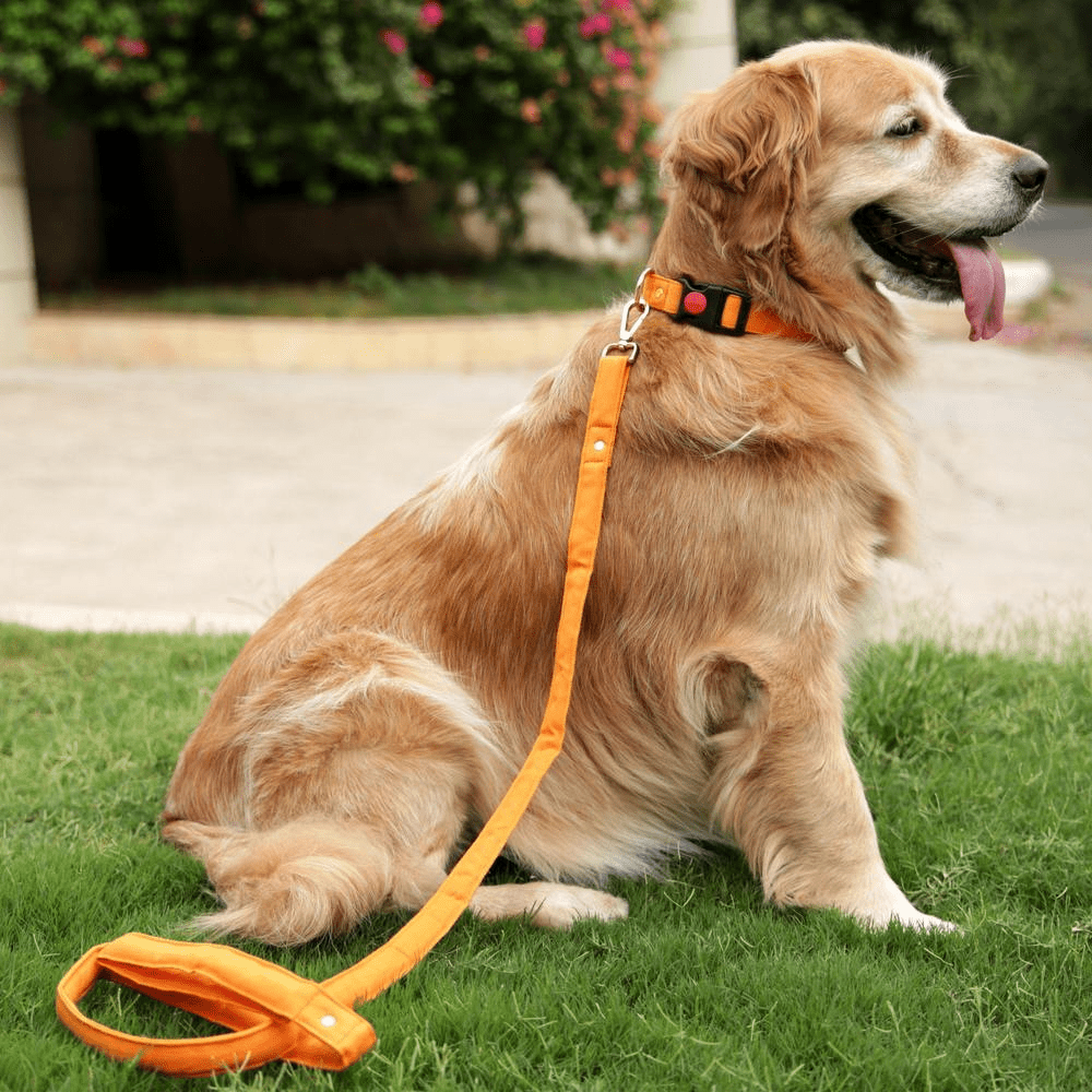 Mutt of Course Gooseberry Dog Leash