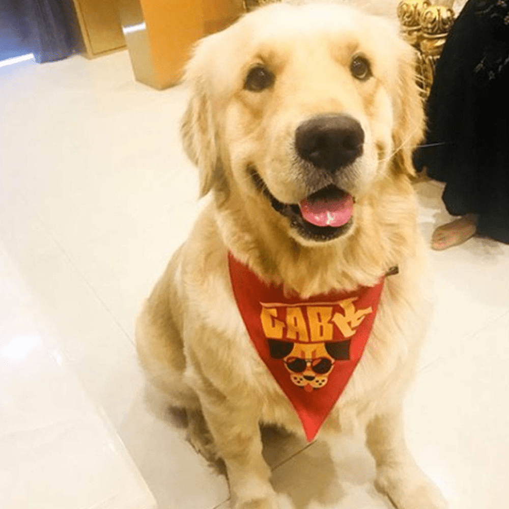 Lana Paws Gabru Adjustable Dog Bandana/ Scarf -Red