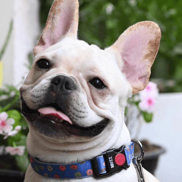 Mutt of Course Raining Donuts Collar for Dogs