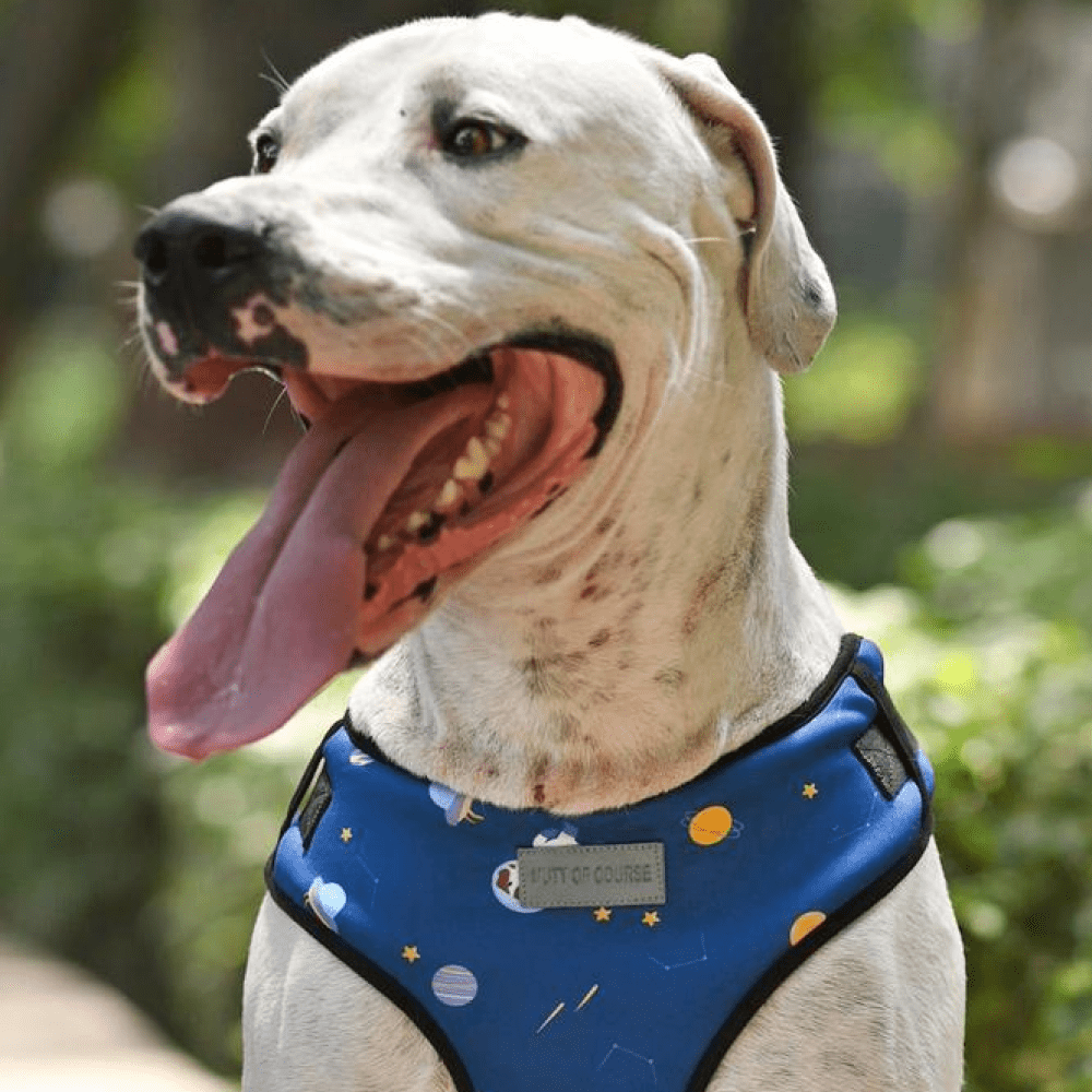 Mutt of Course Elon Mutts Harness for Dogs