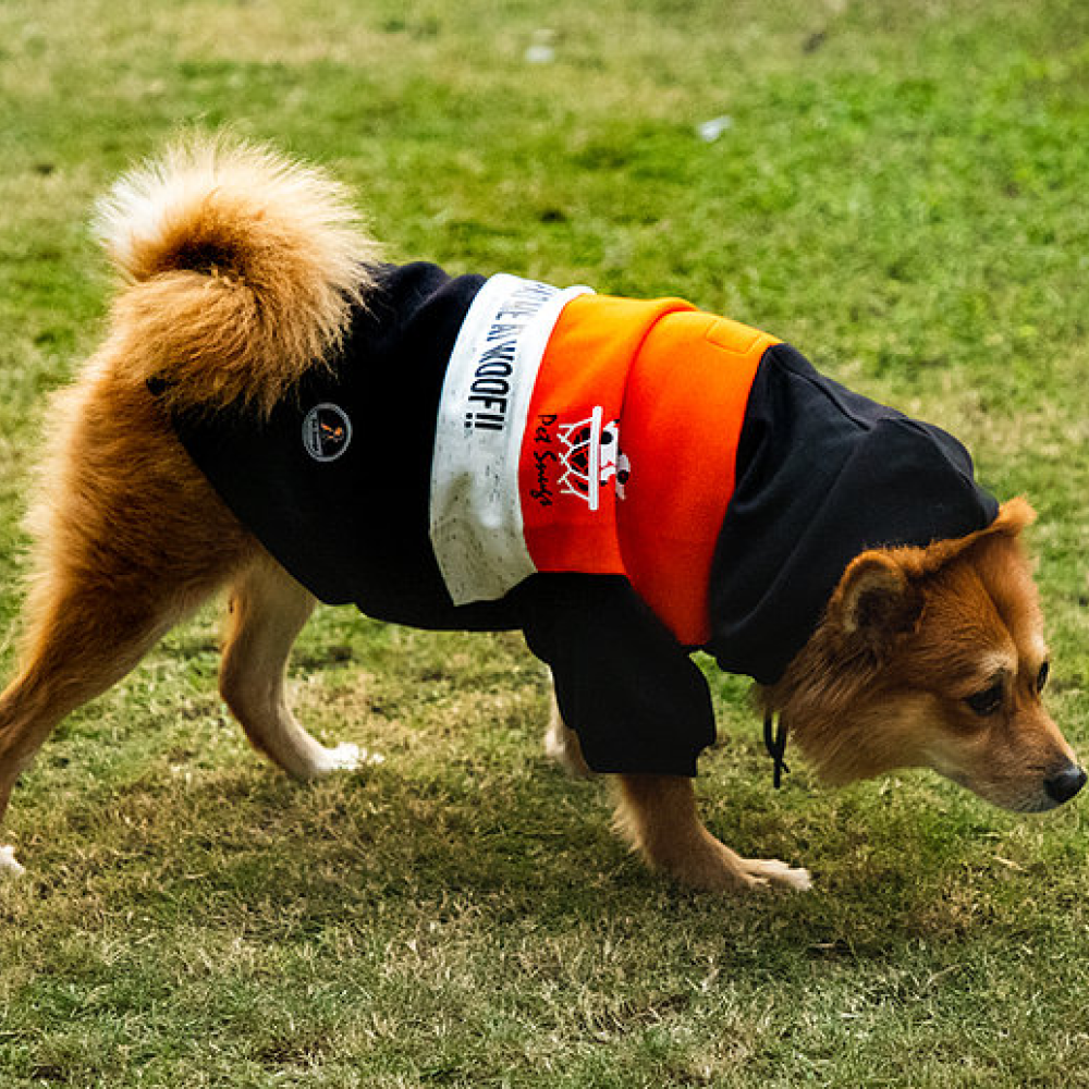 Pet Snugs You Had Me At Woof Sweatshirt For Dogs - Orange, White & Black