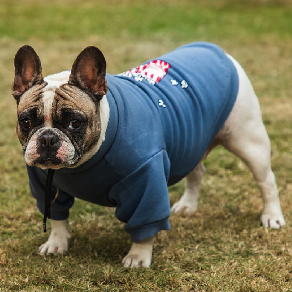 Pet Snugs Popcorn Print Sweatshirt For Dogs - Sky Blue