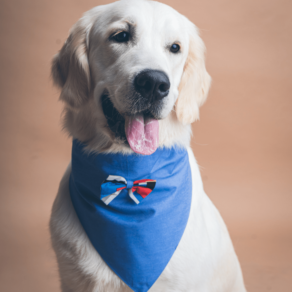 FurBuddies Blooming Blue Bandana with Bowtie for Dogs