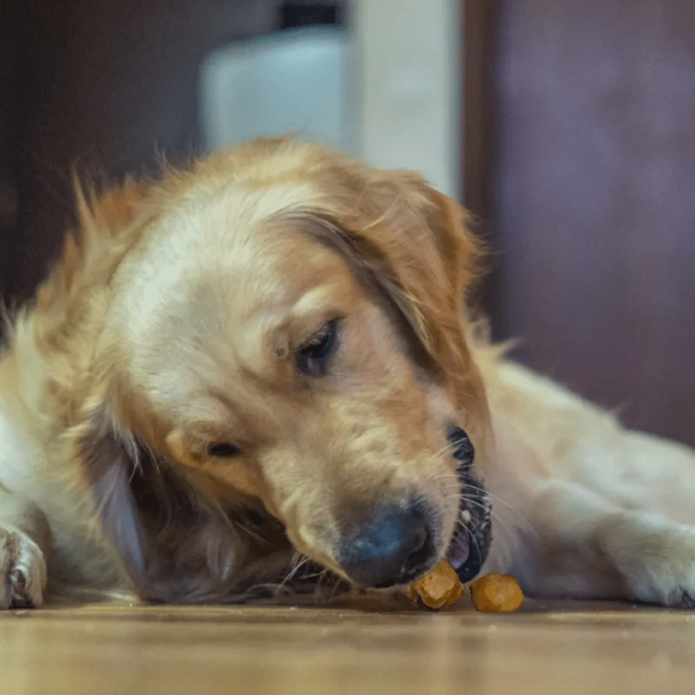 Dogsee Chew 100% Natural Yak Cheese Mini Pops Dog Treats