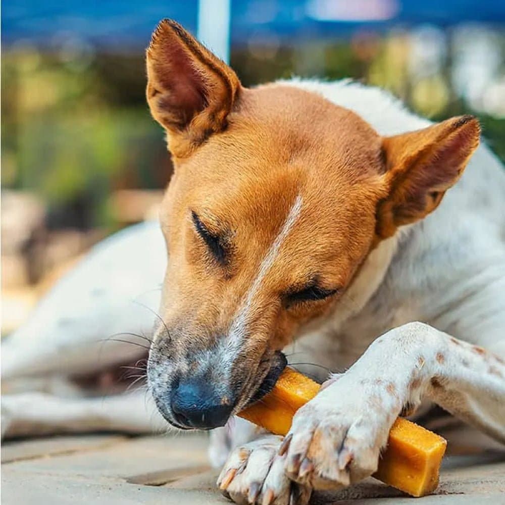 Dogsee Chew 100% Natural Yak Milk Medium & Small Bars Dog Treats
