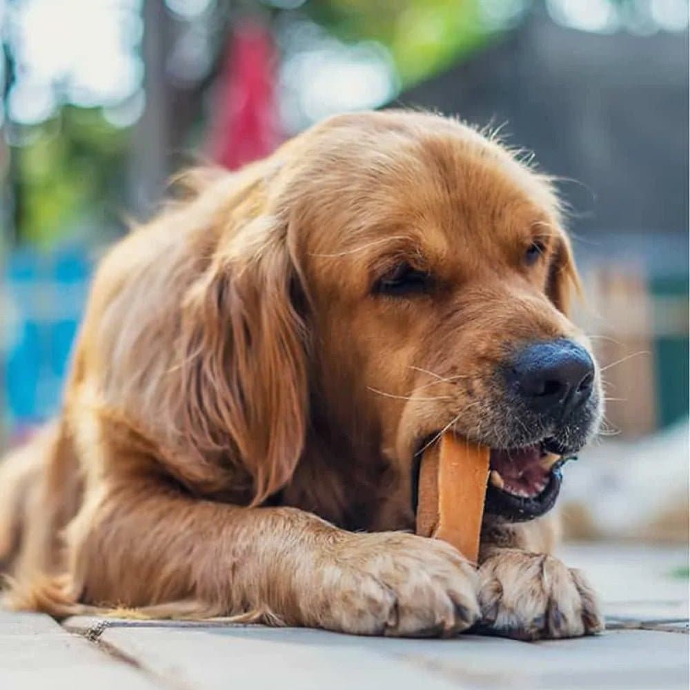 Dogsee Chew 100% Natural Yak Milk Medium & Large Bars Dog Treats