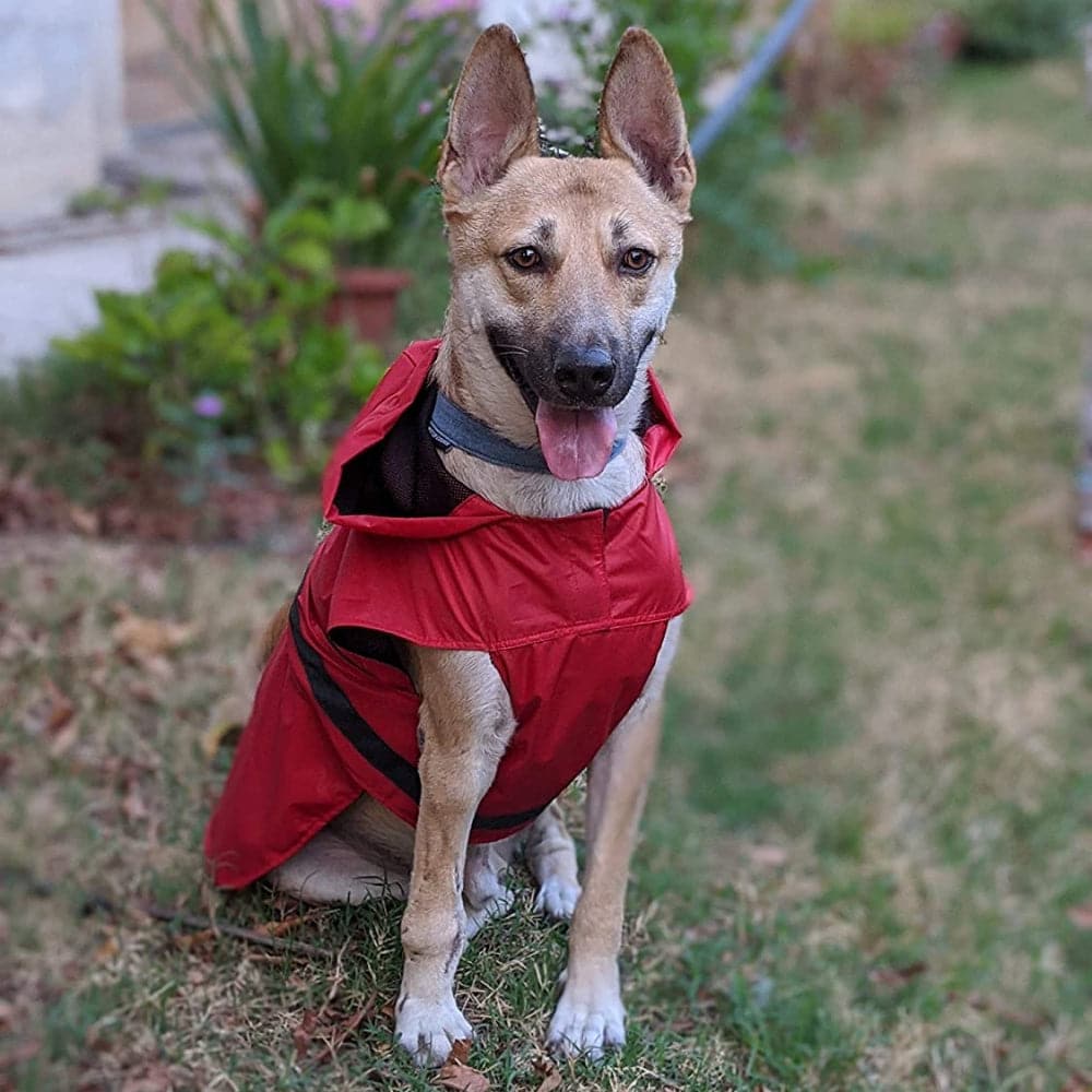 Mutt of Course Raincoat For Dogs (Red)