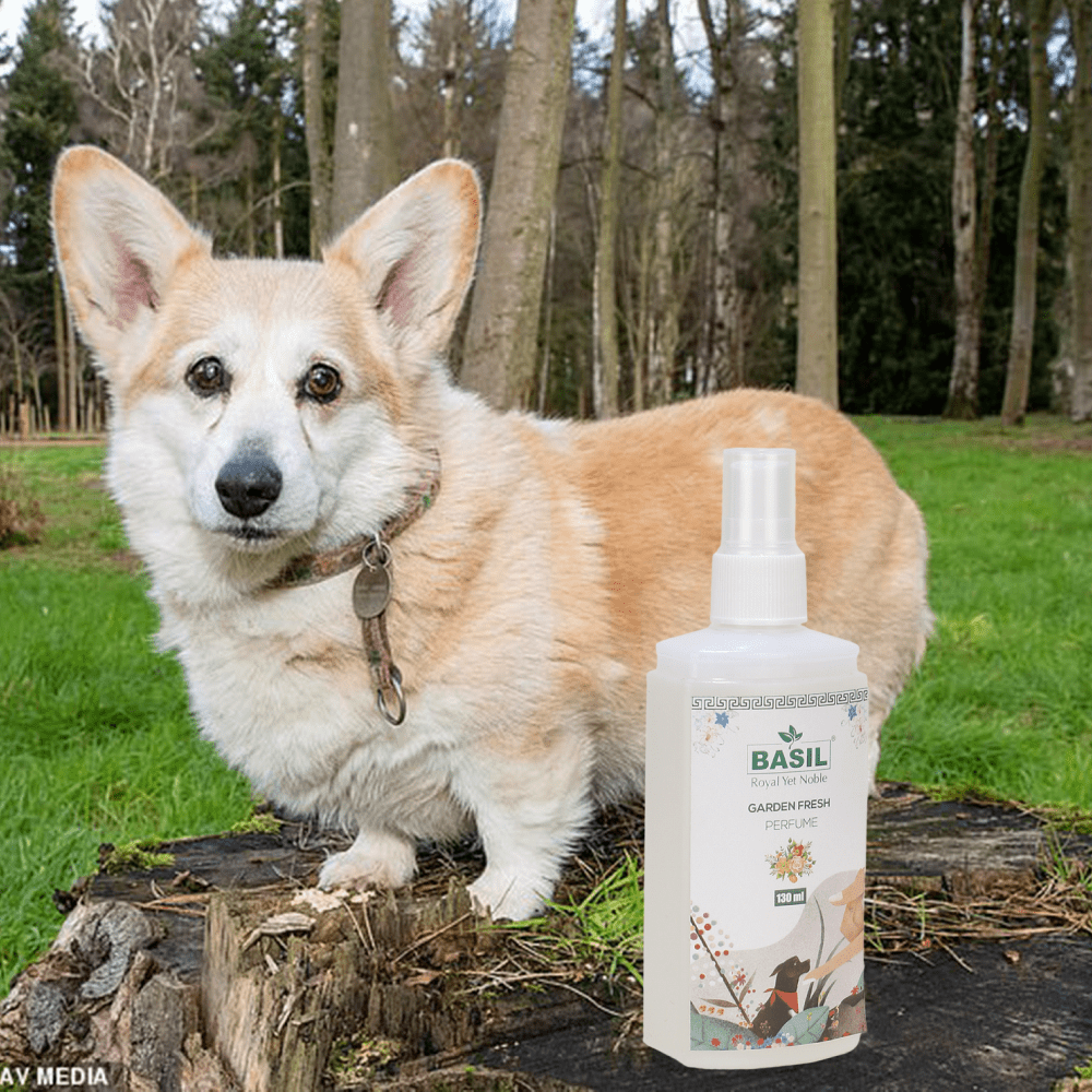 Basil Garden Fresh Perfume Spray for Dogs and Cats