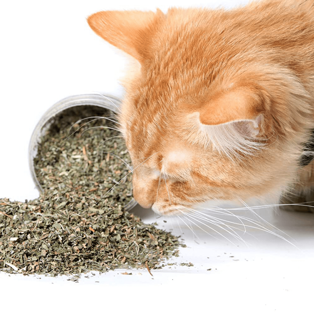 Basil Catnip in a Jar for Cats