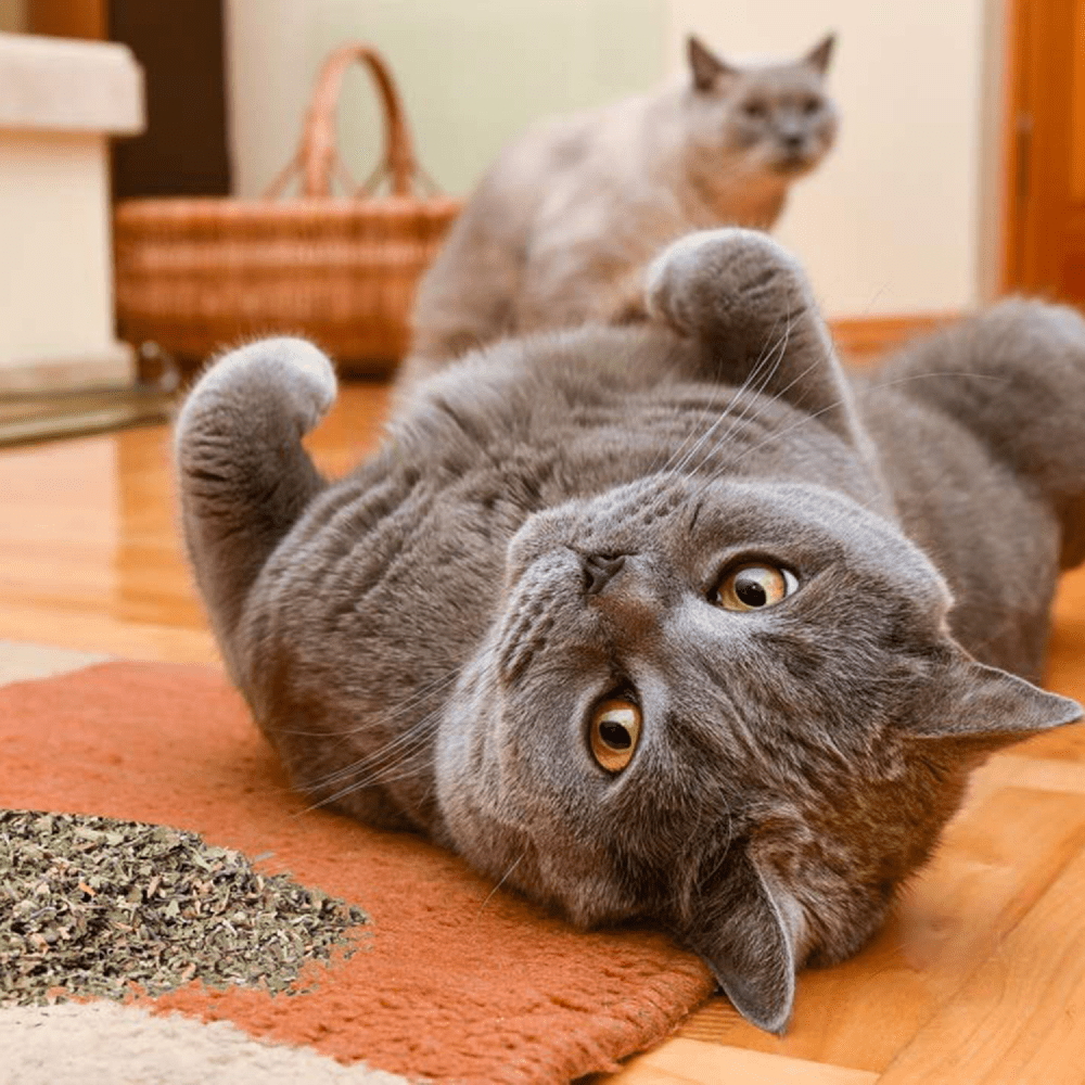 Basil Catnip in a Jar for Cats