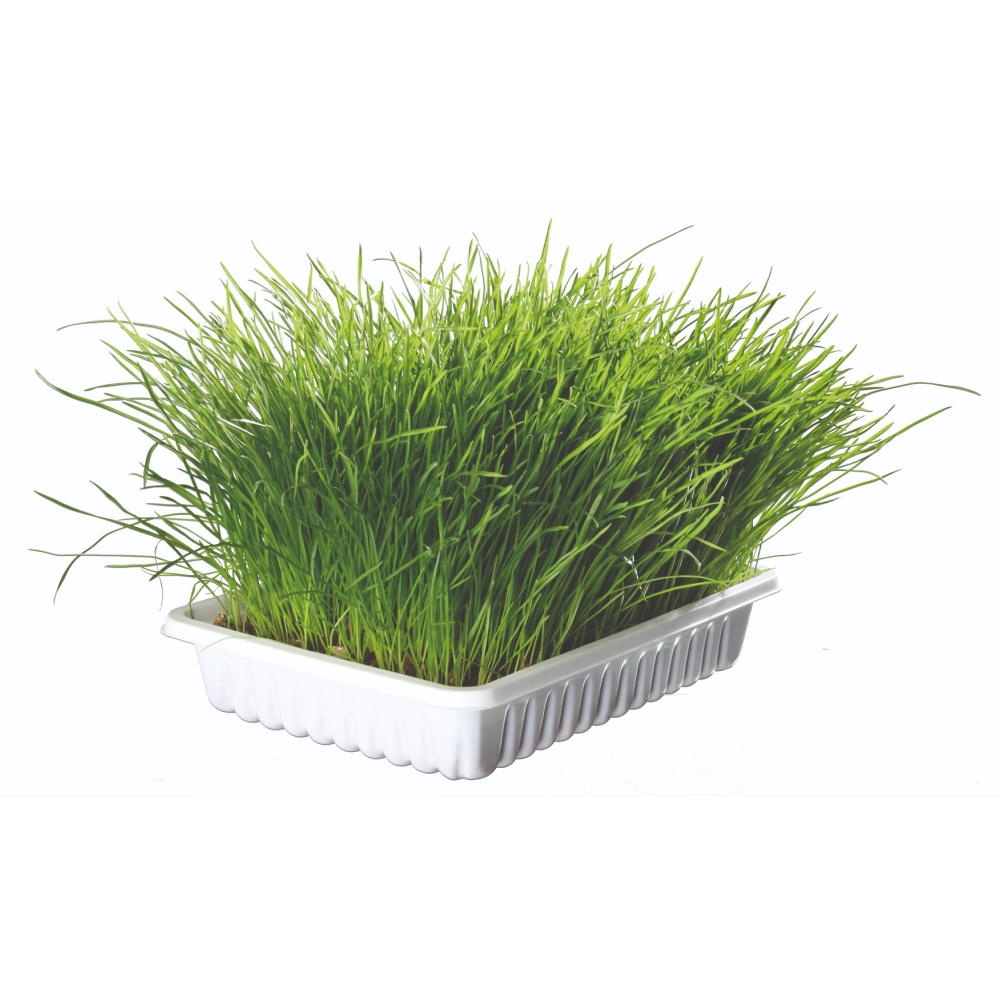 Trixie Soft Grass Bowl for Cats