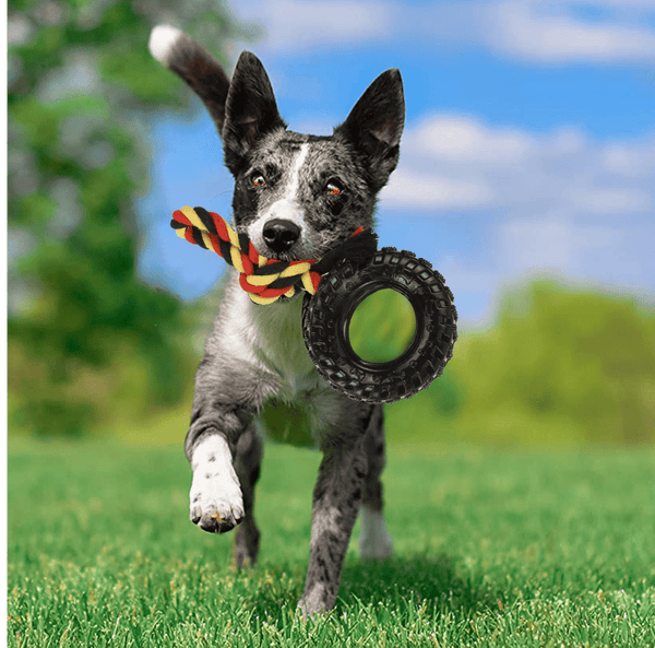 Basil Rubber Tyre with Cotton Rope for Dogs
