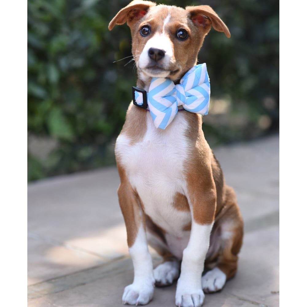 Mutt of Course Cotton Chevron Blue Bow Tie For Dogs