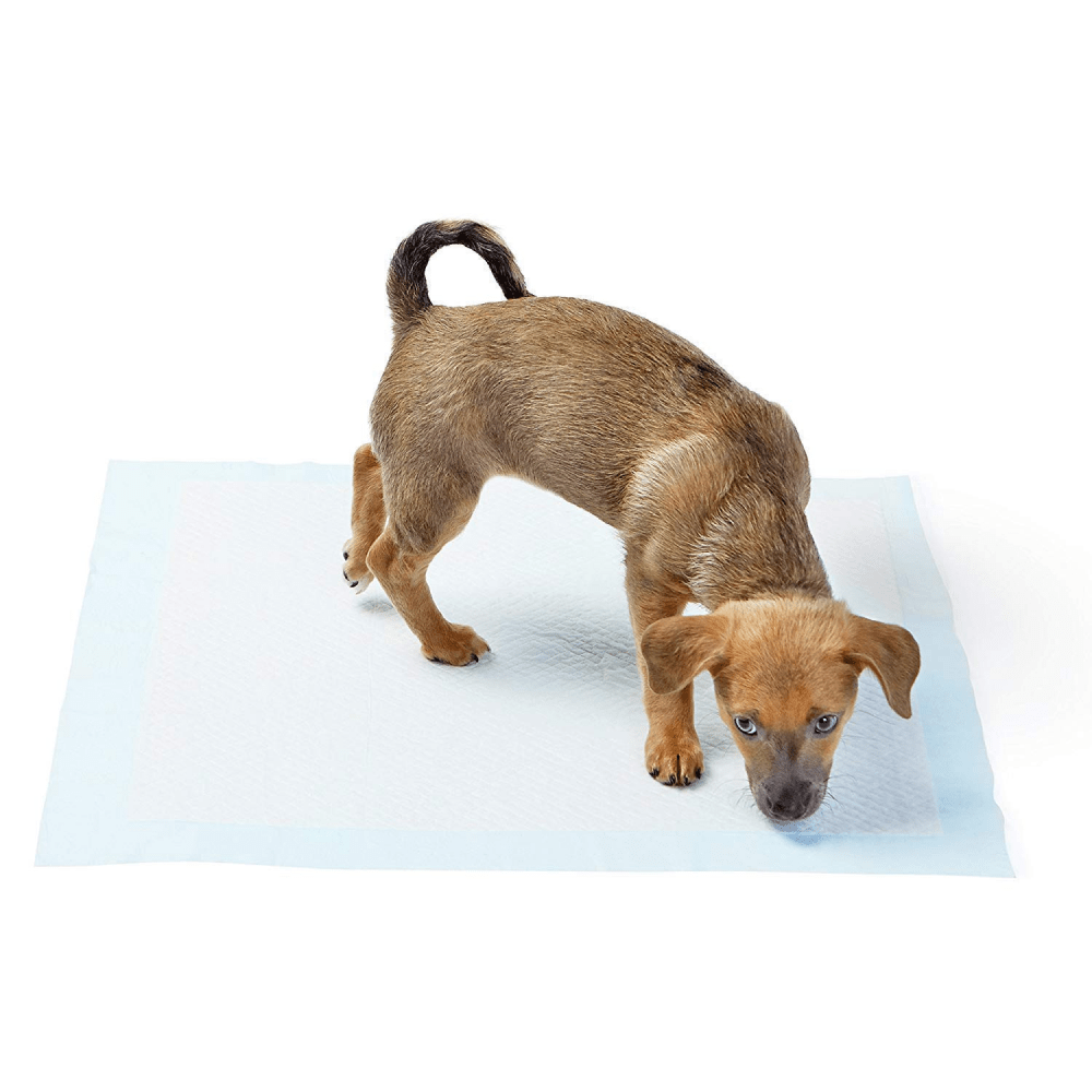 Kiki N Pooch Regular Training Puppy Pad for Dogs