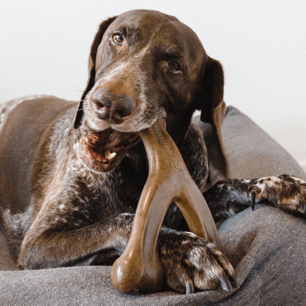 Benebone Peanut Butter Flavored Wishbone Chew Toy for Dogs | For Aggressive Chewers Dogs-Toys Benebone