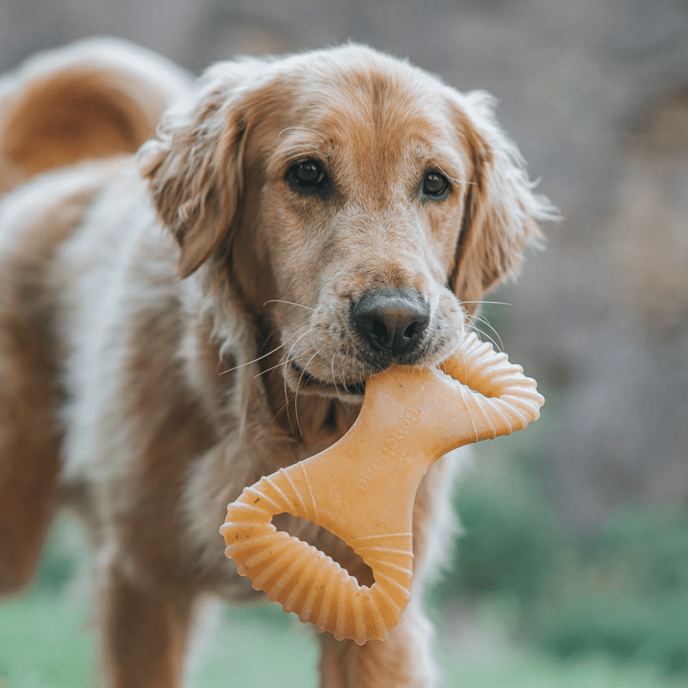 Benebone Chicken Flavored Dental Chew Toy for Dogs Dogs-Toys Benebone