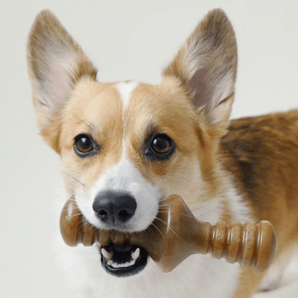 Benebone Chicken Flavored Zaggler Chew Toy for Dogs Dogs-Toys Benebone