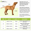 GiGwi Classic Line Harness for Dogs (Purple)
