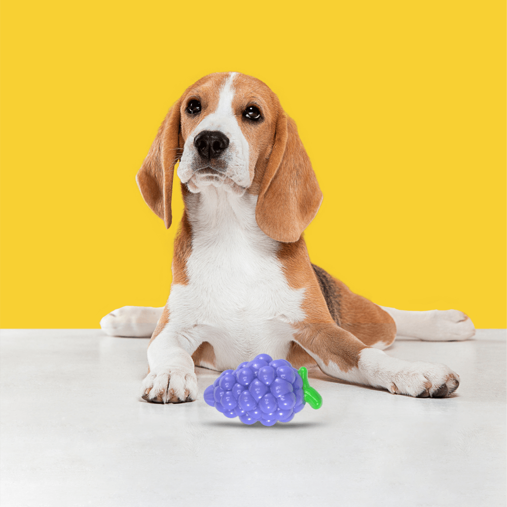 Fofos Crazy Grape Squeaky Chew Toy for Dogs | For Medium Chewers