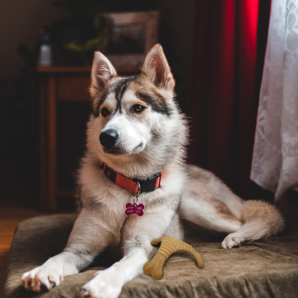 Barkbutler x Fofos Woodplay Triangle chew Toy for Dogs (Brown) Dogs-Toys Barkbutler