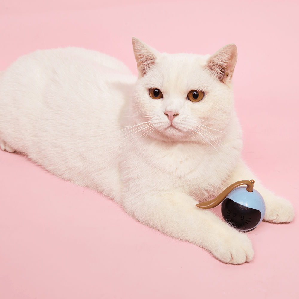 Barkbutler x Fofos Magic Ball Tumbler Smart Toy for Cats (White) Cats-Toys Barkbutler