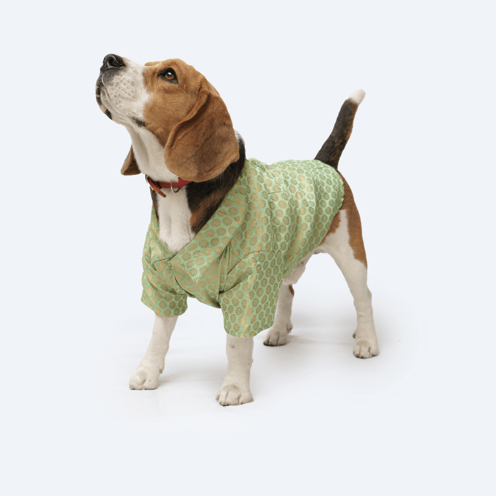 Pawgypets Occasion Wear Shirt for Dogs and Cats (Pista Green)