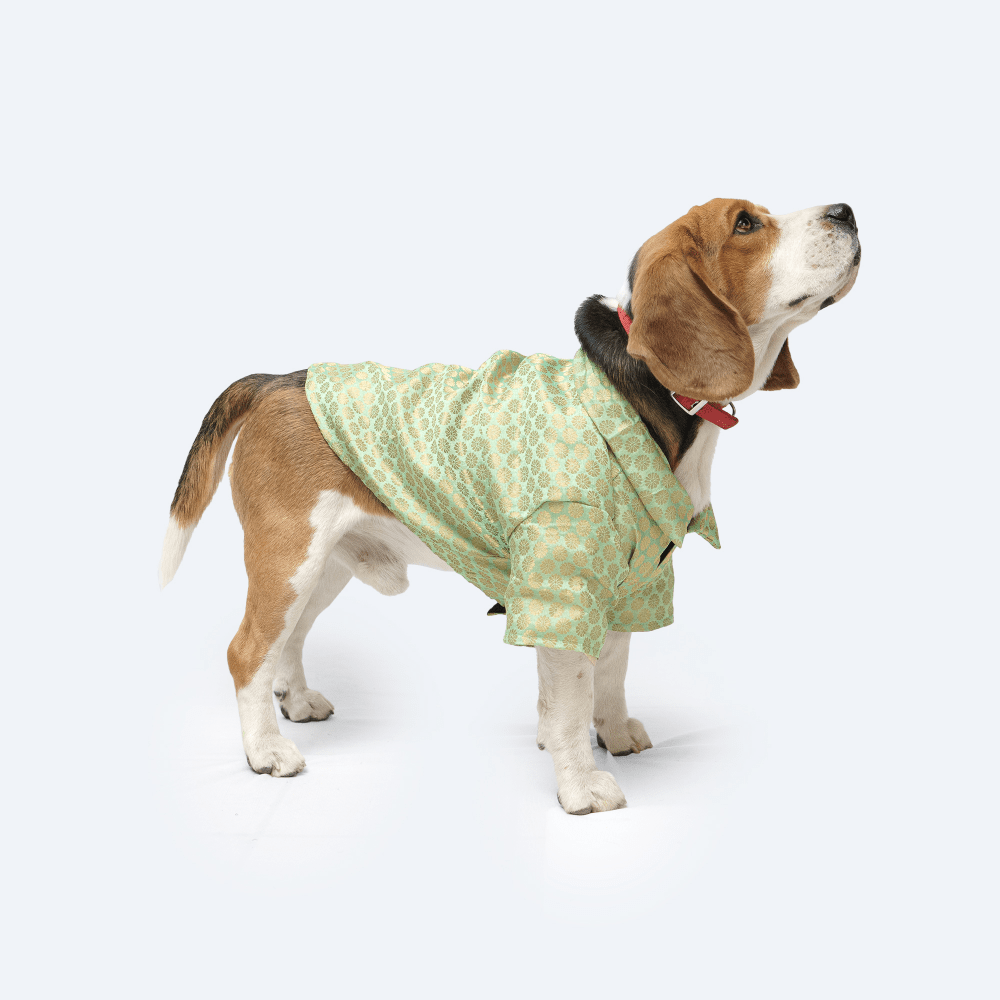 Pawgypets Occasion Wear Shirt for Dogs and Cats (Pista Green)