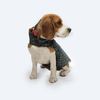 Pawgypets Strapy Sherwani for Dogs and Cats (Peacock Blue)