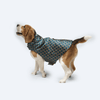Pawgypets Strapy Sherwani for Dogs and Cats (Peacock Blue)