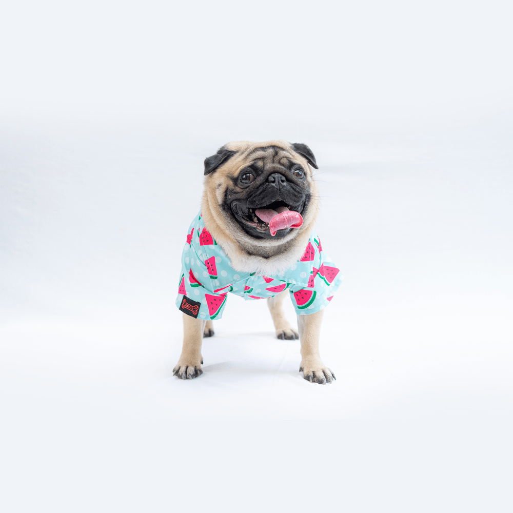 Pawgypets Watermelon Casual Shirt for Dogs and Cats