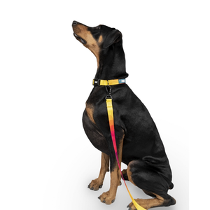 Zoomiez Solar Printed Collar for Dogs