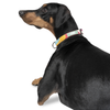 Zoomiez Swirl Printed Collar for Dogs Dogs-Collar, Leashes, harnesses Zoomiez