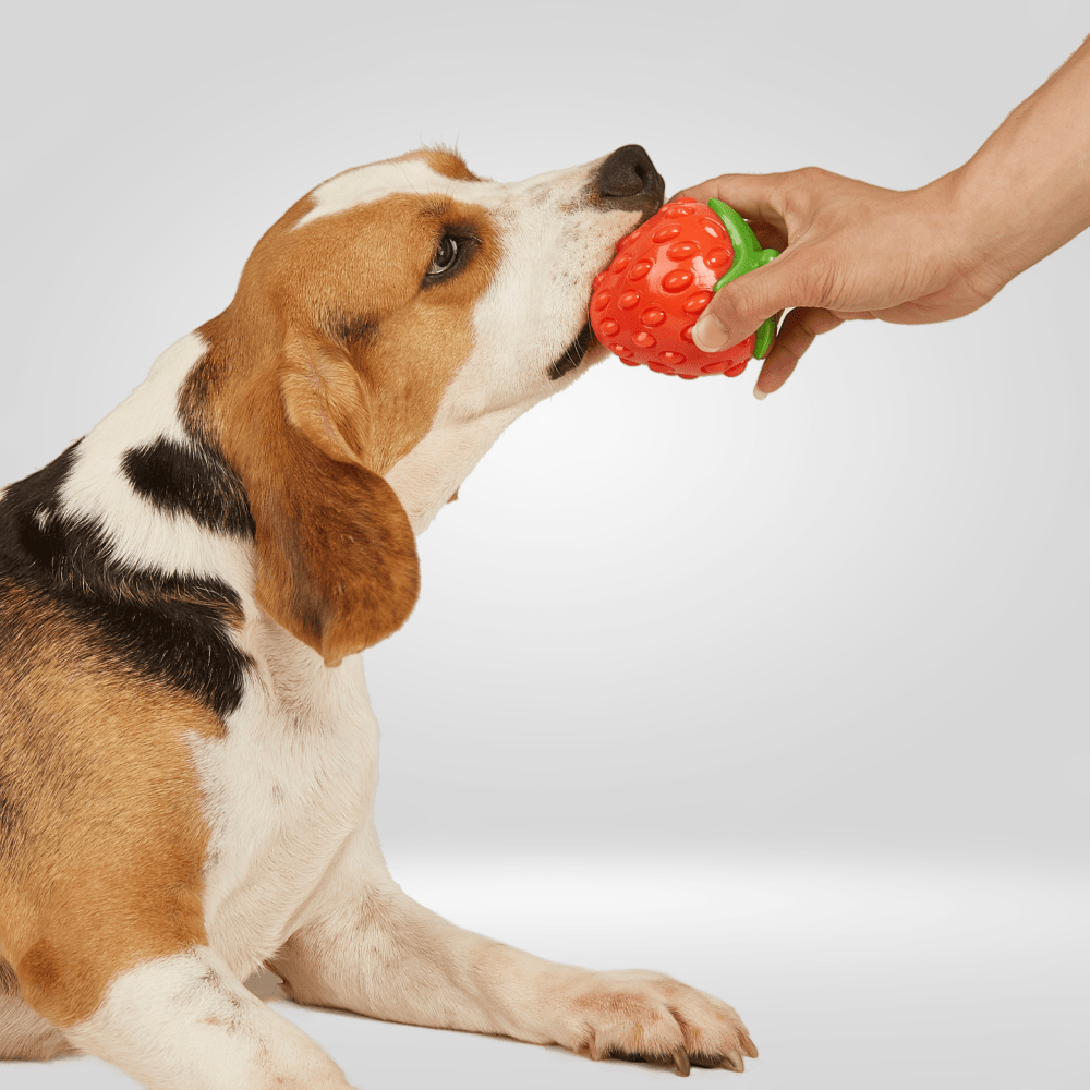 Fofos Silence Strawberry Squeaky Chew Toy for Dogs