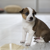 Puppy Potty Training Kit Dogs-Health & Wellness Supertails Products
