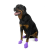 Protex PawZ Disposable and Reusable Boots for Dogs (Purple) Dogs-Clothing & Accessories PawZ