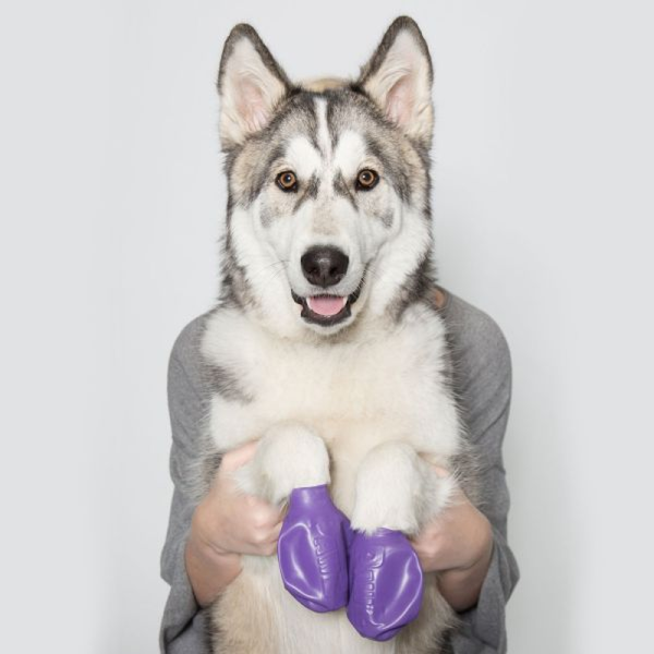 Protex PawZ Disposable and Reusable Boots for Dogs (Purple)