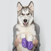 Protex PawZ Disposable and Reusable Boots for Dogs (Purple) Dogs-Clothing & Accessories PawZ