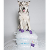 Protex PawZ Disposable and Reusable Boots for Dogs (Purple) Dogs-Clothing & Accessories PawZ