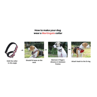 Harry Potter Potions In Motions Martingale Collar for Dogs