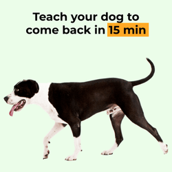 Basic Dog Commands - Come