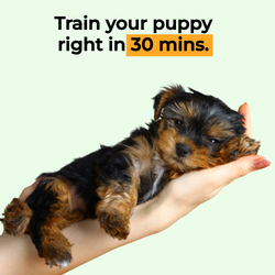 Puppy Basics Training Program