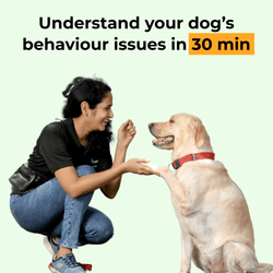 Dog Behaviour Consultation